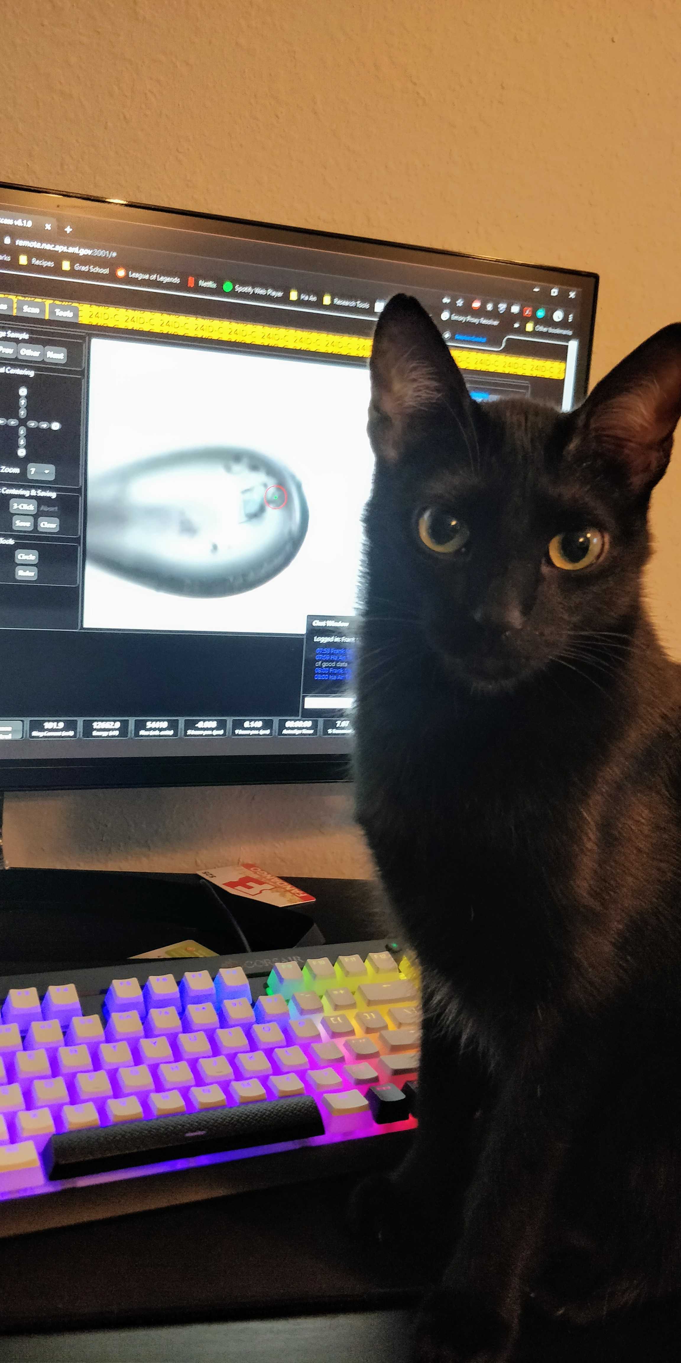 best cat